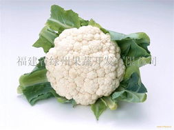 供應白花菜 鮮嫩多汁，營養豐富的新鮮蔬菜選擇