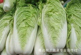 青島明正蔬菜專業(yè)合作社新鮮蔬菜產(chǎn)品列表