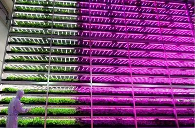 中日荷“植物工廠”啟示錄 科技賦能，新鮮蔬菜開啟未來農業新篇章