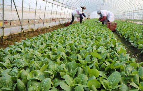 菜荒別急 新鮮蔬菜正在路上，每日供應量可達3000噸